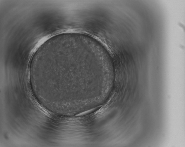 X0000096491367200802141736