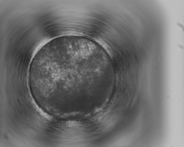 X0000096491379200802141735