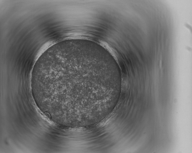 X0000096491386200802141735