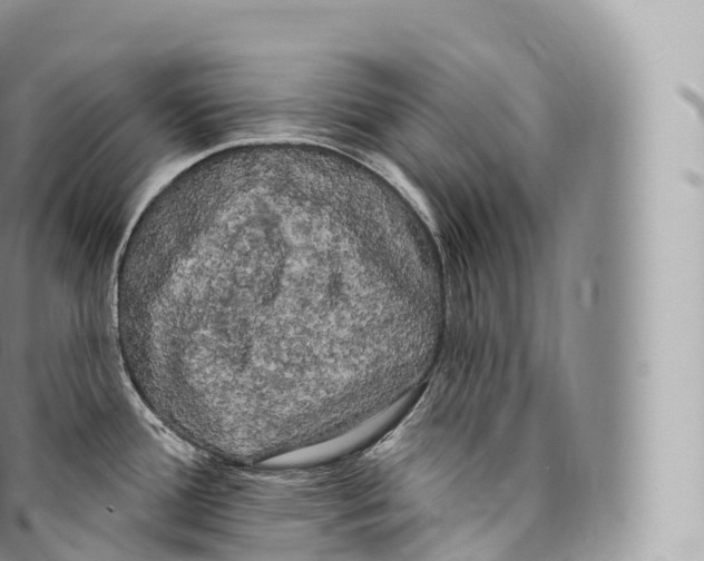 X0000096491388200802141735