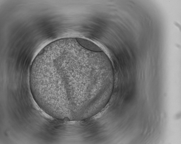 X0000096491390200802141735