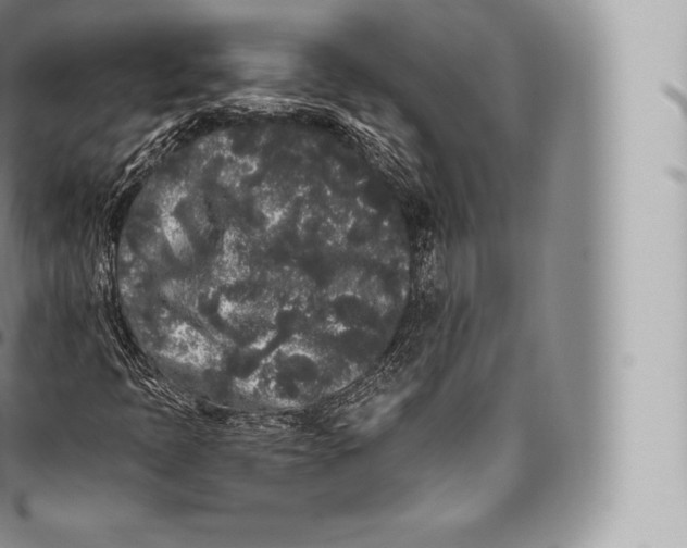 X0000096491397200802141734