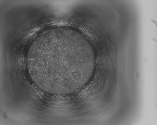 X0000096491398200802141734