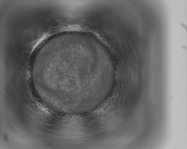 X0000096491400200802141734