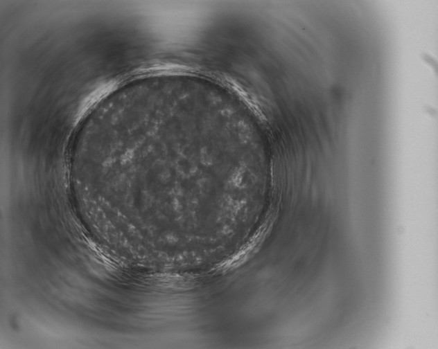 X0000096491405200802141734