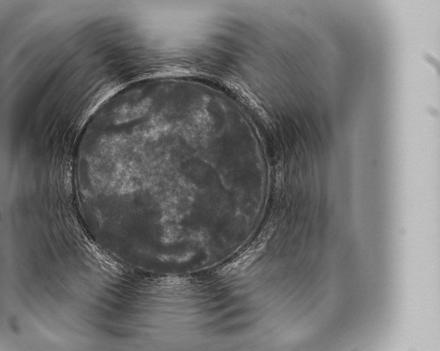 X0000096491409200802141734