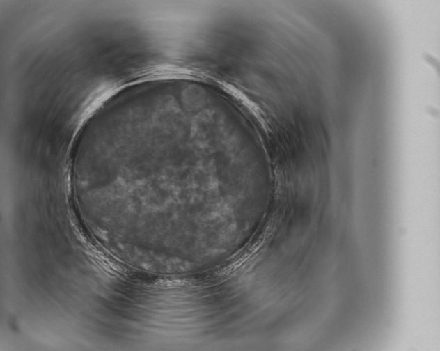 X0000096491415200802141735