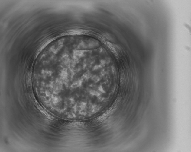 X0000096491417200802141735