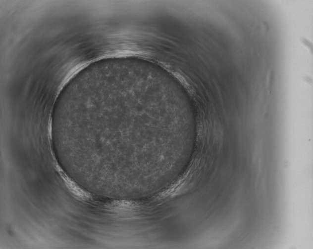 X0000096491420200802141735