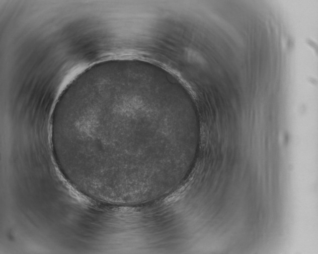 X0000096491424200802141735