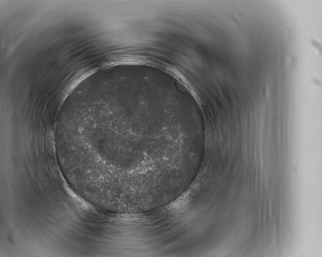 X0000096491433200802141735