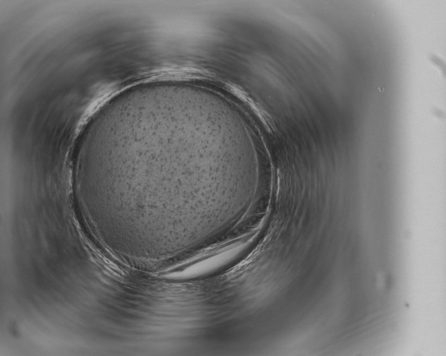 X0000096491459200802141734