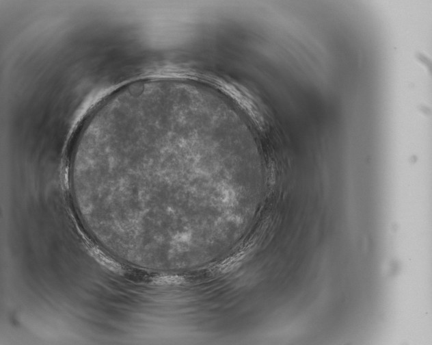 X0000096491462200802141734