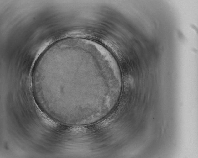 X0000096491466200802141734