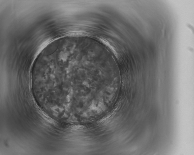 X0000096491467200802141734