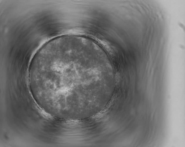 X0000096491470200802141734