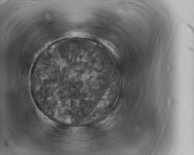 X0000096491471200802141734