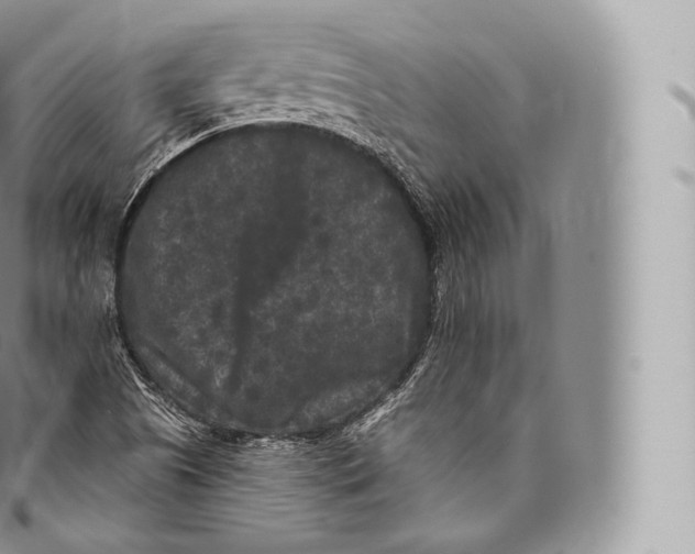 X0000096491505200802141733