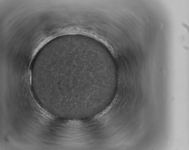 X0000096491509200802141733