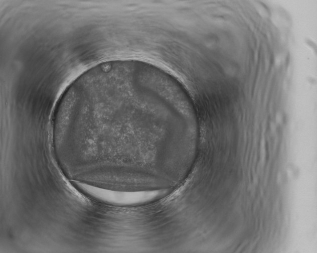 X0000096491517200802141733