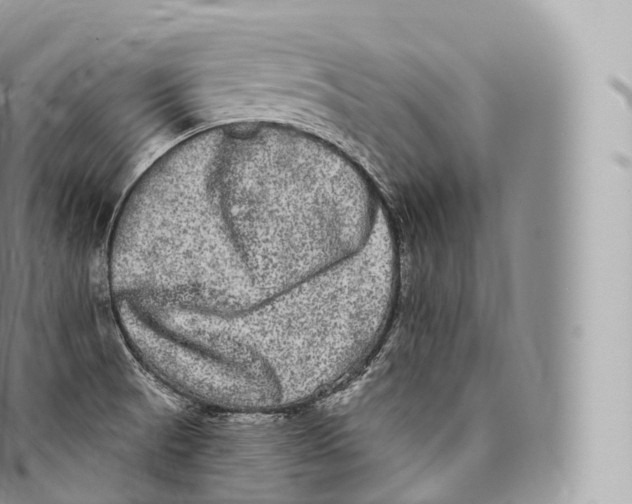 X0000096491521200802141733