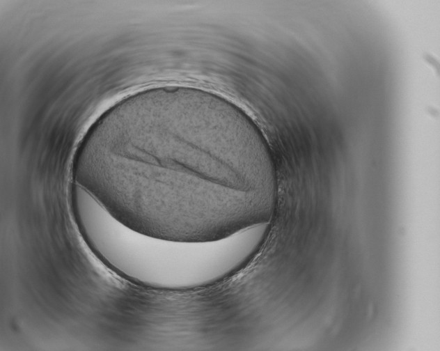 X0000096491523200802141733