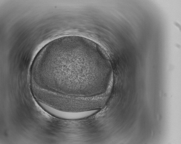 X0000096491527200802141733