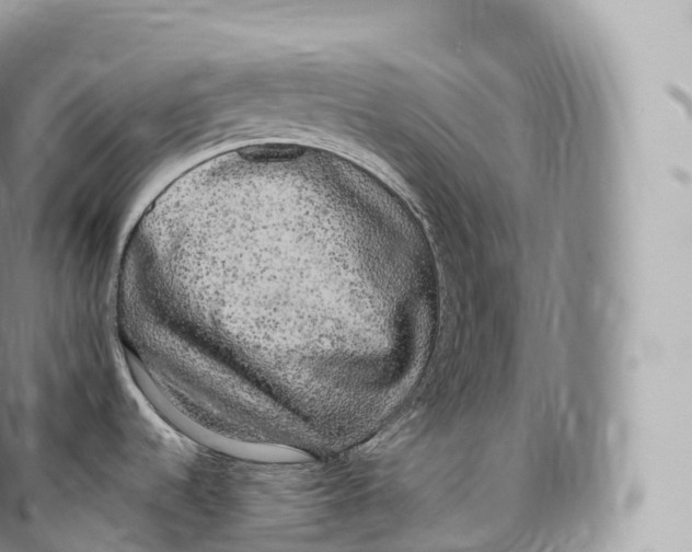 X0000096491536200802141733