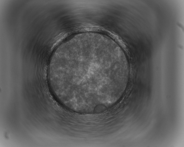 X0000096490010200802211248