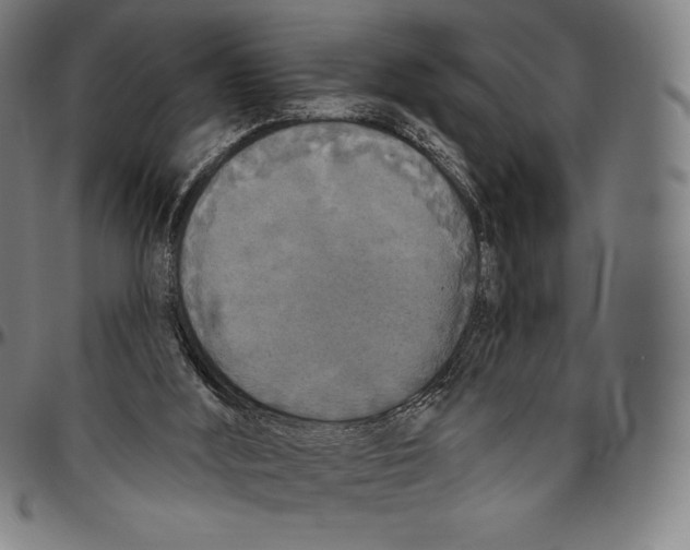 X0000096490012200802211248