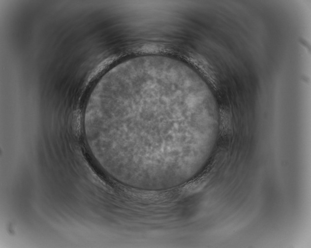 X0000096490016200802211248