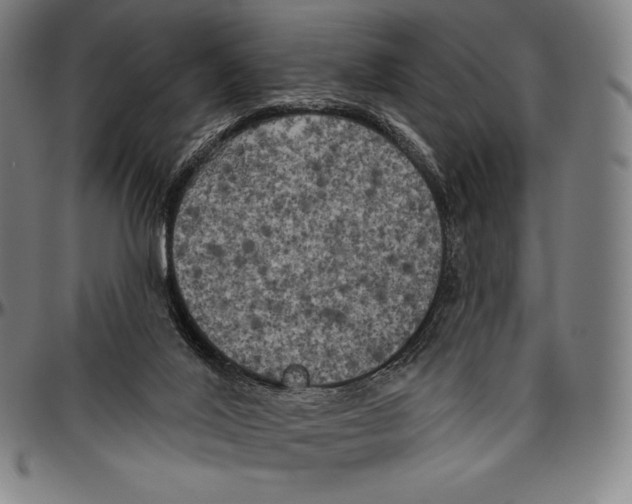 X0000096490020200802211248