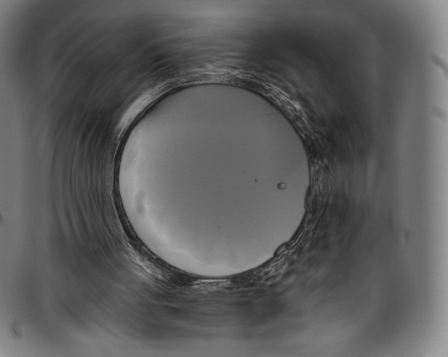 X0000096490051200802211247