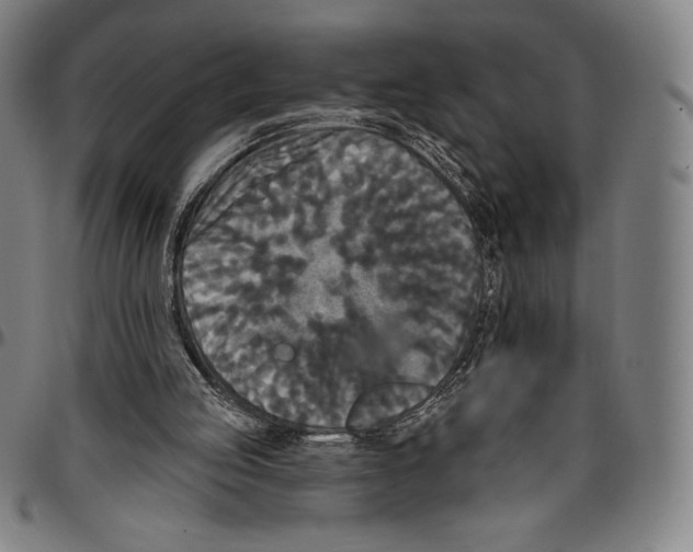 X0000096490053200802211247