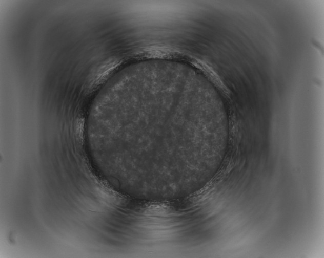 X0000096490066200802211247