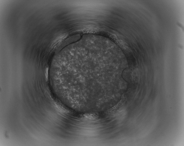 X0000096490070200802211247