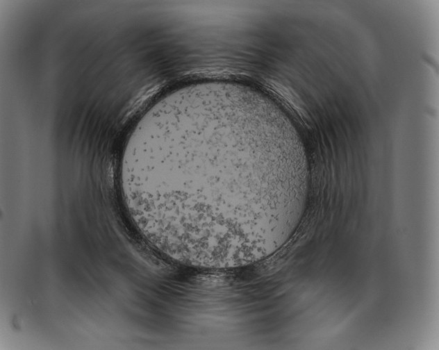 X0000096490120200802211247