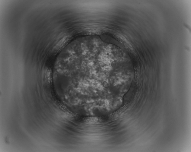 X0000096490123200802211247