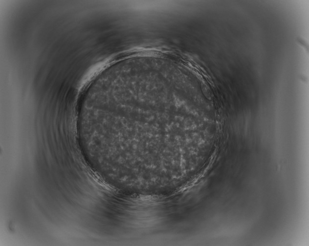 X0000096490149200802211246