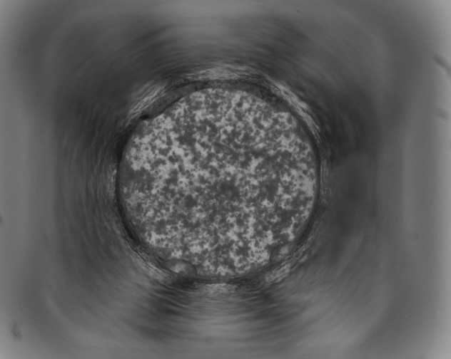 X0000096490153200802211246