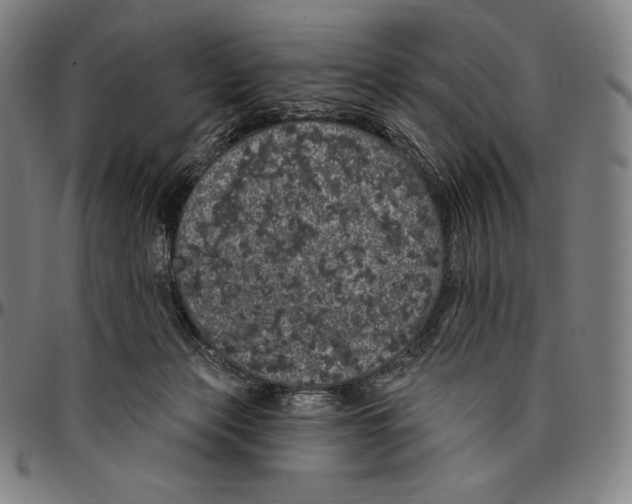 X0000096490173200802211246