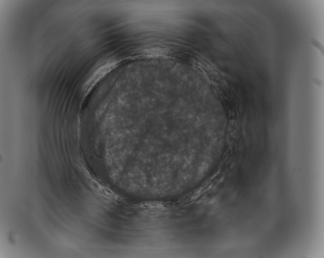 X0000096490194200802211246