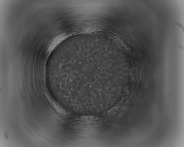 X0000096490242200802211244