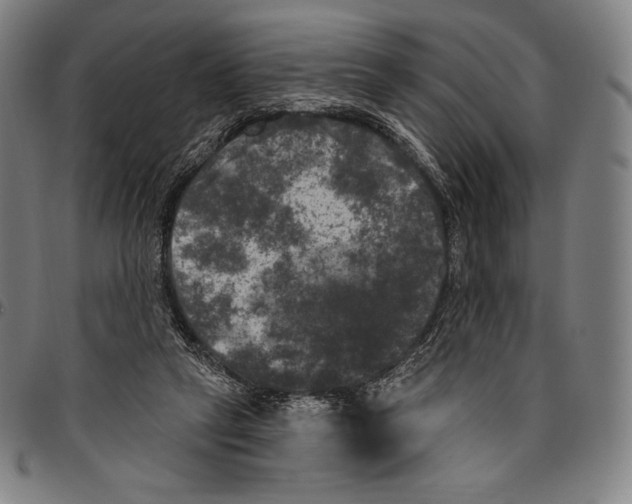 X0000096490257200802211244