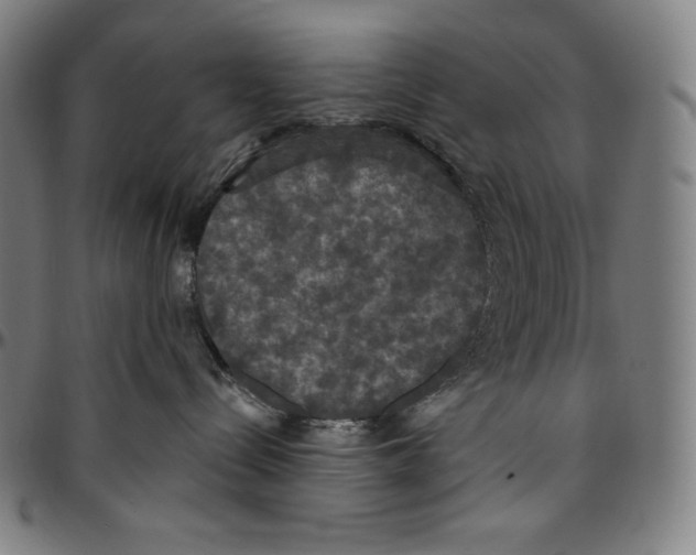 X0000096490288200802211245