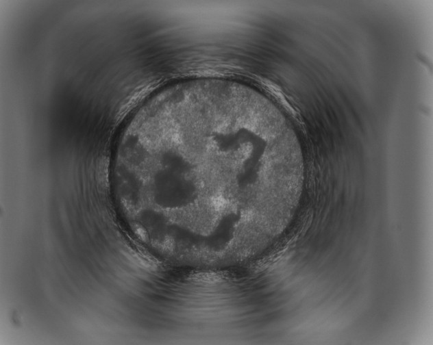 X0000096490299200802211244