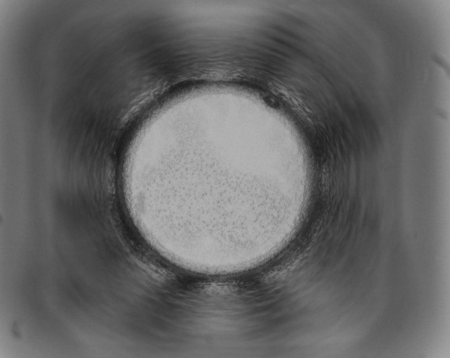 X0000096490303200802211244