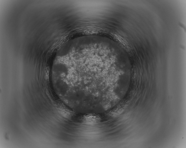 X0000096490315200802211244