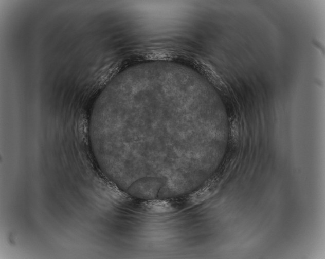 X0000096490322200802211244