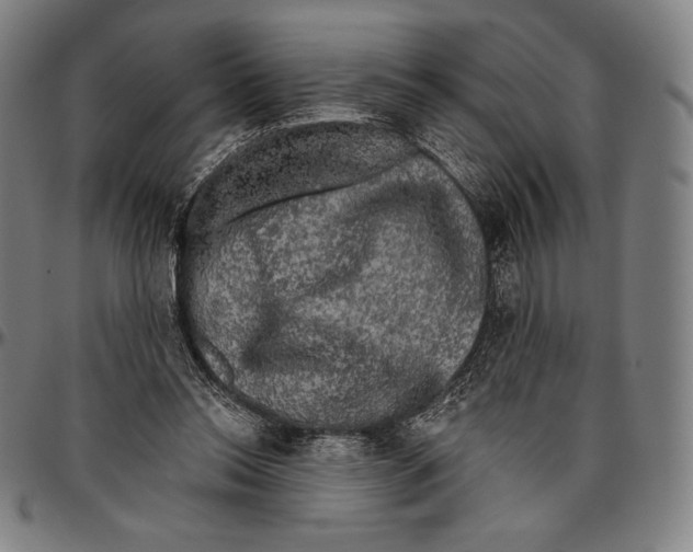 X0000096490350200802211243